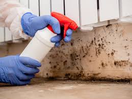 Why You Should Choose Our Mold Remediation Services in Southport, NC